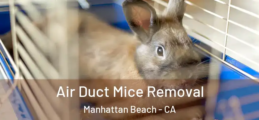  Air Duct Mice Removal Manhattan Beach - CA